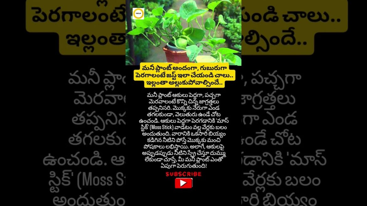 #MoneyPlantCare #GardeningTips #IndoorPlants #PlantLover #HomeGarden #MoneyPlant #LushGreen #MoneyPlantCare #GardeningTips #IndoorPlants #PlantLover #HomeGarden #MoneyPlant #LushGreen
