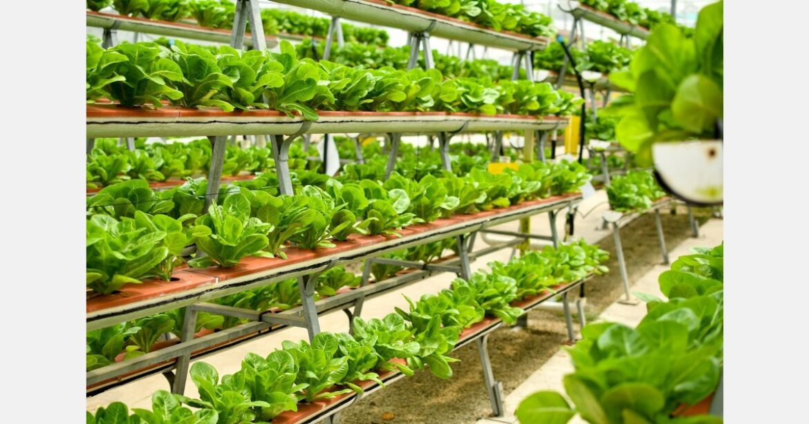 Laredo community garden uses 3D-printed hydroponic towers to grow fresh food