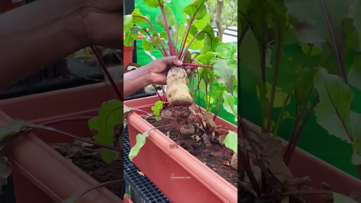 🥕CARROT, BEETROOTலாம் மாடித்தோட்டத்துலயே வளர்க்கலாமா???😮 #vegetables #organic #gardening #plants 🥕CARROT, BEETROOTலாம் மாடித்தோட்டத்துலயே வளர்க்கலாமா???😮 #vegetables #organic #gardening #plants