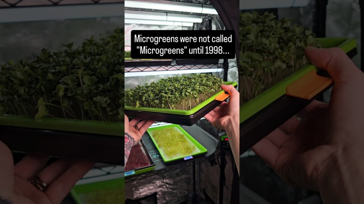Microgreens weren't always called Microgreens 🤔