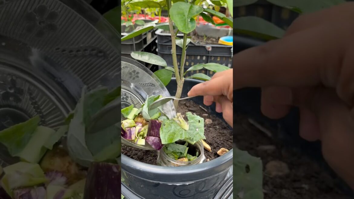 Lime tree grow peel and vegetable use as fertilizer l #ytshorts #gardening Lime tree grow peel and vegetable use as fertilizer l #ytshorts #gardening