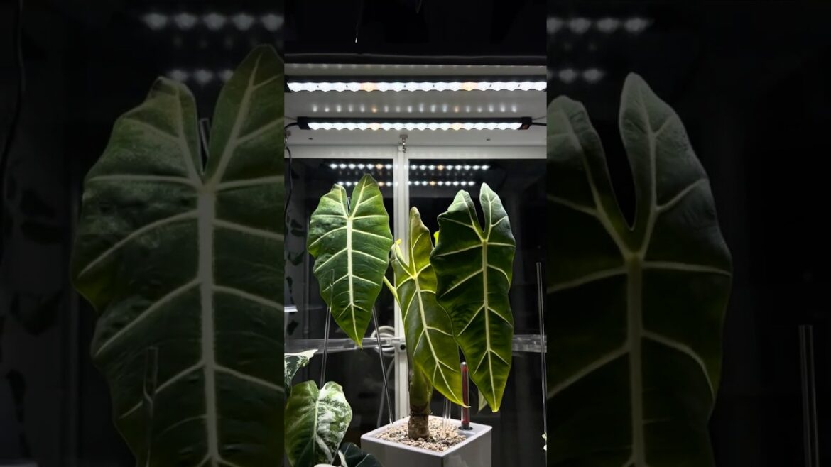 AC Infinity IONBEAM: The Ultimate Grow Light Boost! π±π‘ #GardeningTips AC Infinity IONBEAM: The Ultimate Grow Light Boost! π±π‘ #GardeningTips