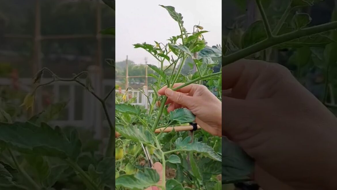 🔴Tips for tomato plants #gardening #roomtogrow #garden #growingvegetables #growyourownfood #plants