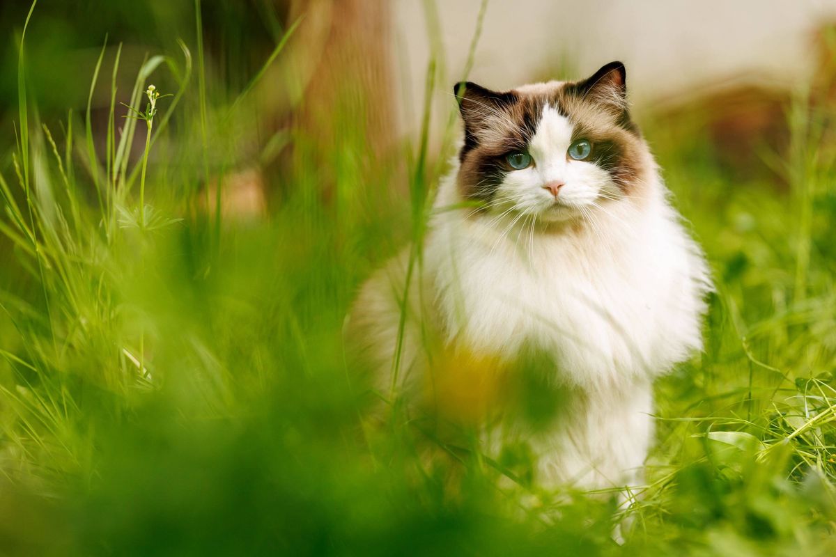 Portrait of beautiful ragdoll cat with big blue eyes looking at camera while sitting in green grass during sunny spring day