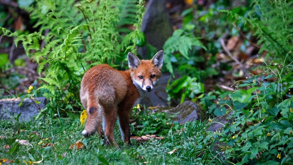 Foxes, cats and rats will stay away from gardens with 39p natural repellent Irish Mirror