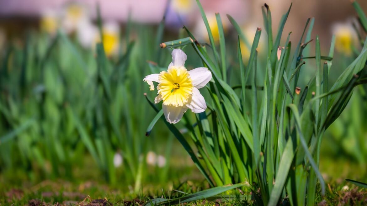 Daffodils ‘may not return to you garden’ next year if you make 1 error Yorkshire Live