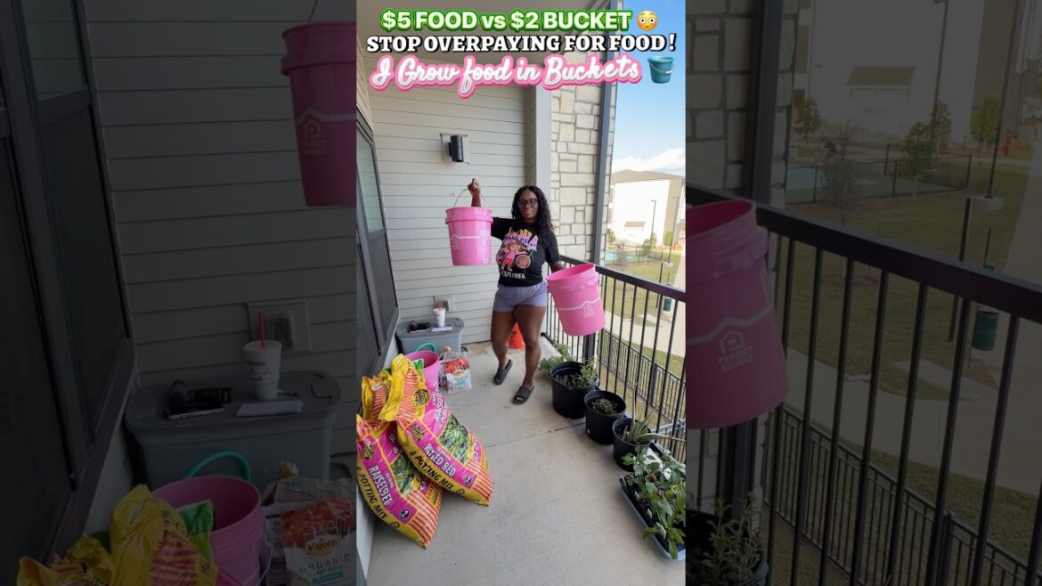 How I Grow My Own Food in Buckets (Save $100+ a Year on Groceries) How I Grow My Own Food in Buckets (Save $100+ a Year on Groceries)