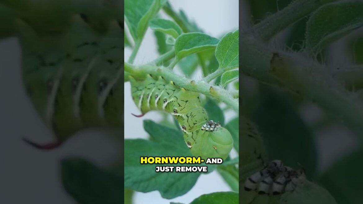 California Gardening: Tomato Hornworms: Beautiful but DEADLY to Your Garden! ππ
Tomato Hornworms: Beautiful but DEADLY to Your Garden! ππ