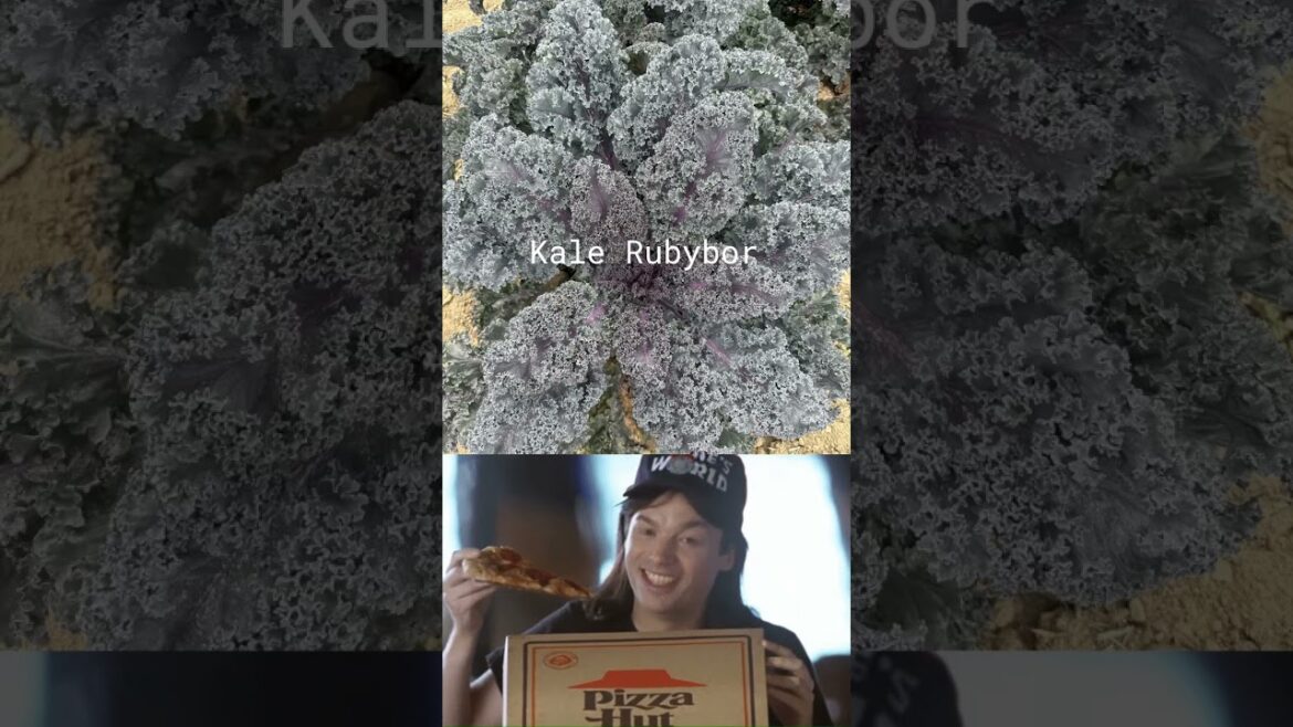 All-America Selections Flowers & Vegetables: Pizza Hut Was the Biggest Kale Buyer? People are eating Kale again! #garden #aaswinner #gardening Pizza Hut Was the Biggest Kale Buyer? People are eating Kale again! #garden #aaswinner #gardening