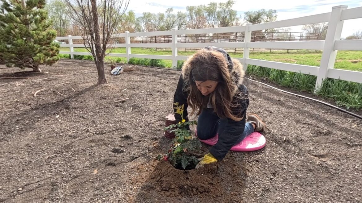 Planting Oregon Grapes, Cleaning Up the Dirtlands & Thinning Seedlings! 🌿🚜🌱