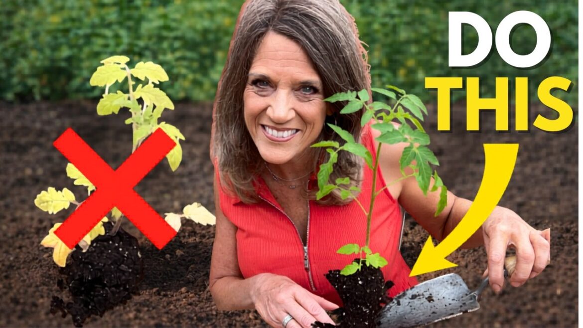 You’re Planting Tomatoes WRONG (And It’s Killing Your Harvest)