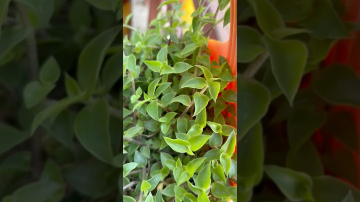 Turtle vine #terracegardenindia #gardenplants Turtle vine #terracegardenindia #gardenplants