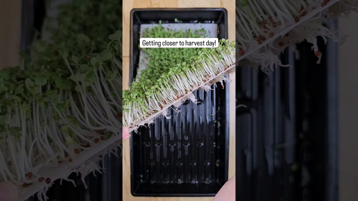 One Tray Is All You Need! 🌱 One Tray Is All You Need! 🌱