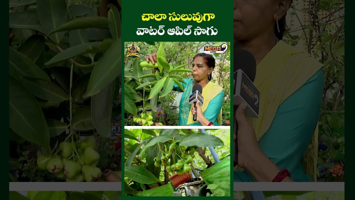 చాలా సులువుగావాటర్ ఆపిల్ సాగు | Grow Water Apple at Home | Mega9tvagri చాలా సులువుగావాటర్ ఆపిల్ సాగు | Grow Water Apple at Home | Mega9tvagri