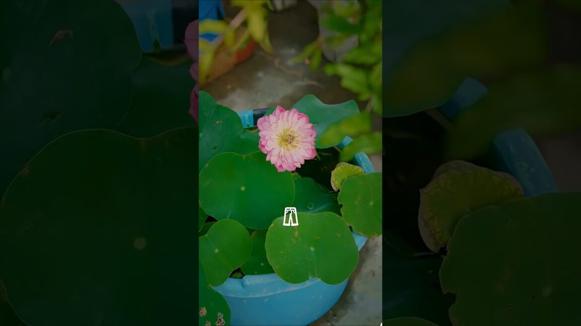 It finally grew 🪷 #lotus