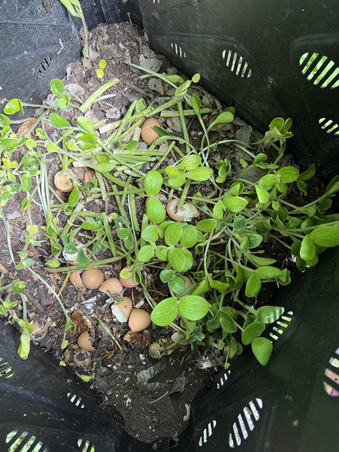 What’s growing in my compost