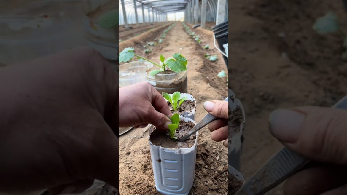 🔴Follow this tips #gardening #roomtogrow #garden #growingvegetables #growyourownfood #plants