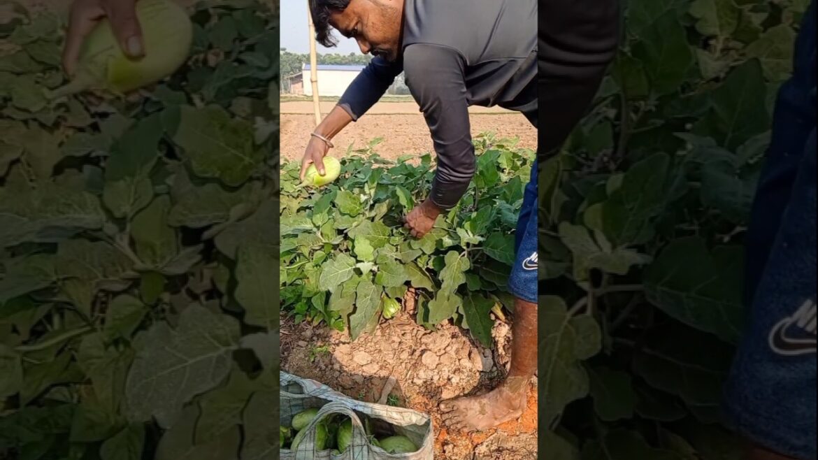 Eggplant Harvest Time – Pure Farm Life 🍆 #shorts