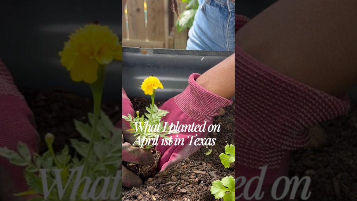 April Container Planting☺️🪴✨ #texasgardening #plantwithme  #containergardening