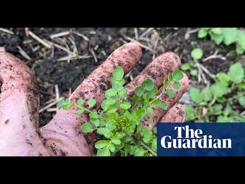 Edible Weeds: Transforming Your Garden’s Nuisance into a Delicious Bonus Crop Edible Weeds: Transforming Your Garden's Nuisance into a Delicious Bonus Crop