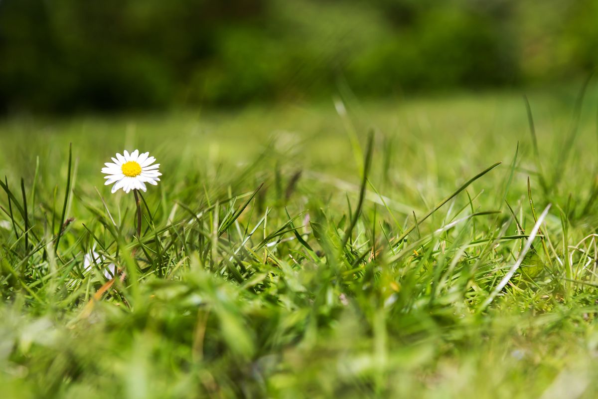 Daisy in a lawn