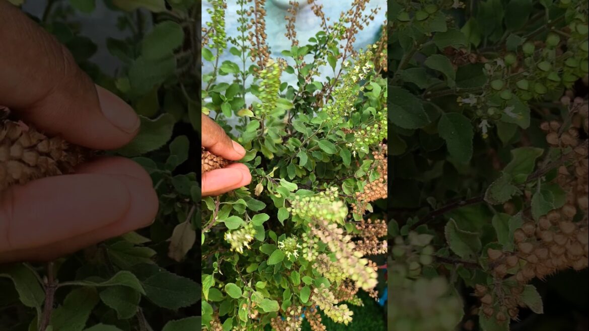 🌱Benifits Of Tulsi Plant From Kitchen 🌱 #gardening #tulsiplantcare #shorts #facts #tulsi #tulsiplant