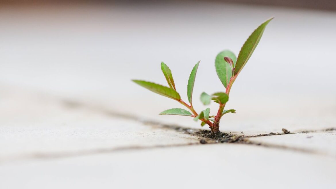 Homeowner spots tiny plant growing on skirting board and realises problem is way bigger Devon Live