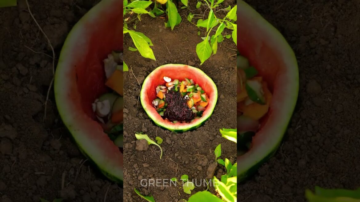 DIY Organic Composting for Growing Lush Vegetables DIY Organic Composting for Growing Lush Vegetables
