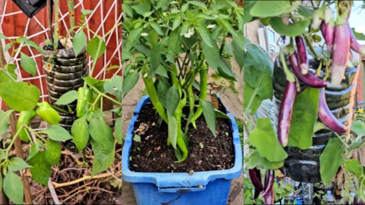 Gardening UK | bottle gardening ideas for home vegetable of eggplant and green pepper