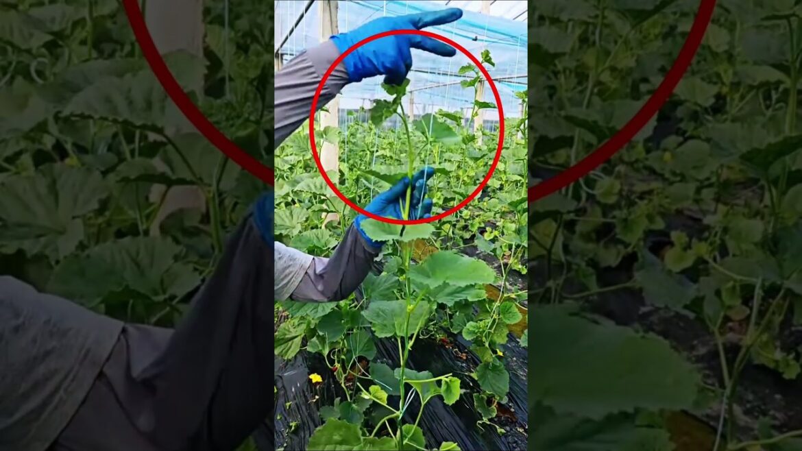 Why You MUST Grow Your Cucumbers Vertically! 🥒🚀 #farming #gardening #tips Why You MUST Grow Your Cucumbers Vertically! 🥒🚀 #farming #gardening #tips