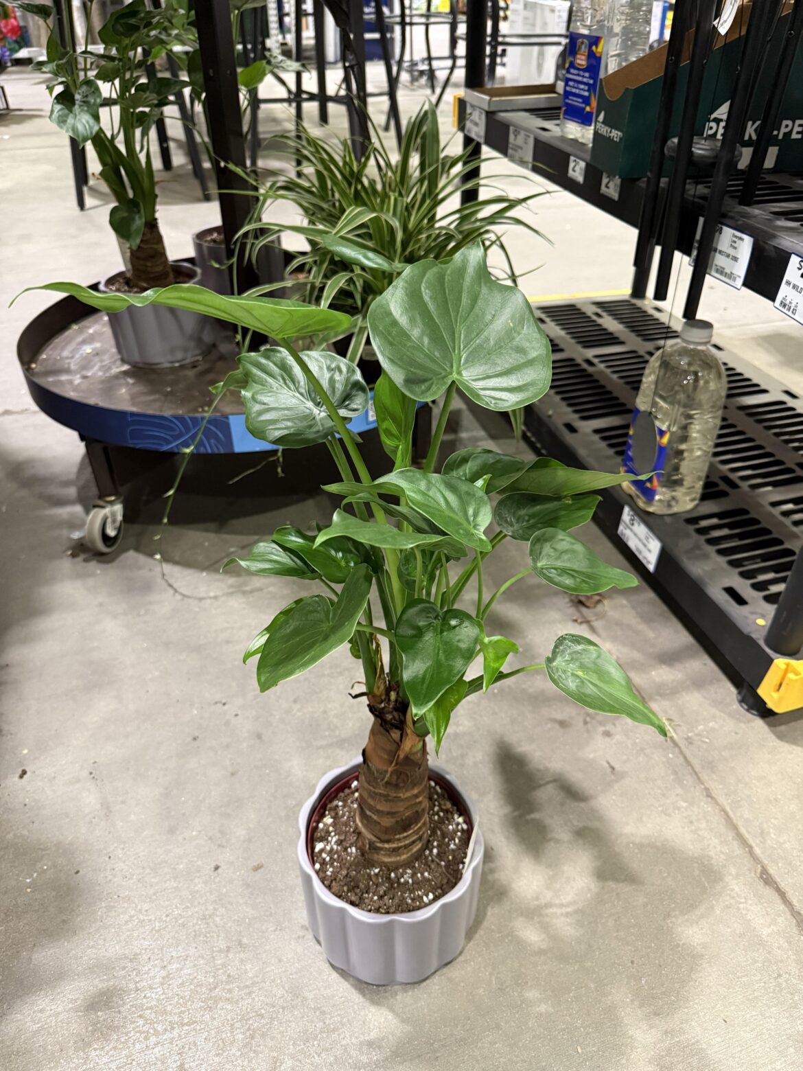 Is this an Alocasia?