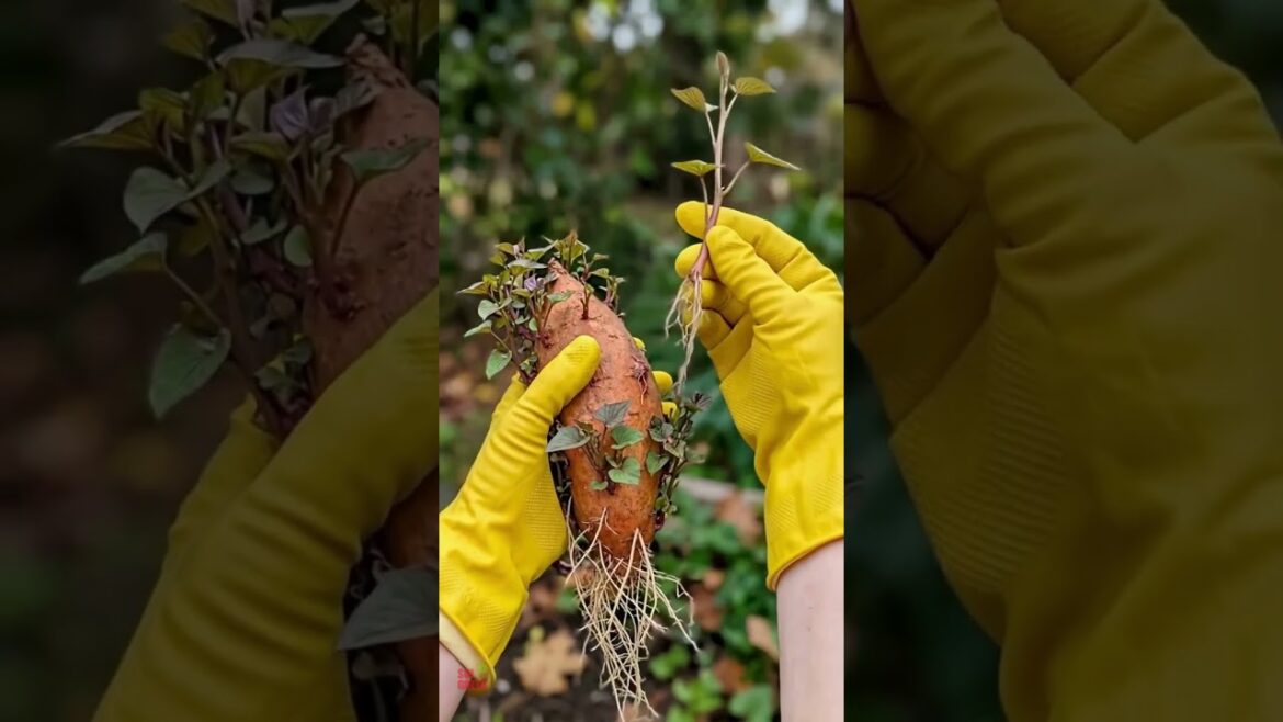 One Sweet Potato β Endless Harvest Forever π β¨ #gardening #spring #growyourownfood #birds One Sweet Potato β Endless Harvest Forever π β¨ #gardening #spring #growyourownfood #birds