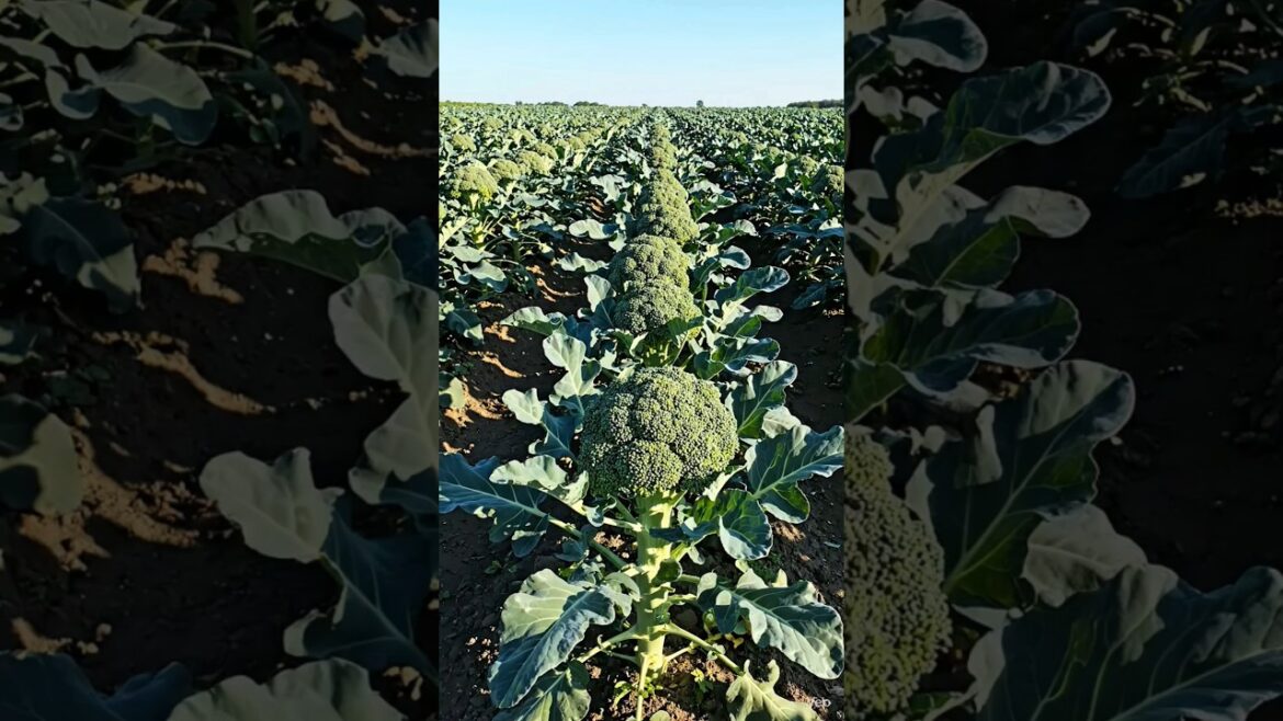 Broccoli Growing Process 🥦🌱 | How Broccoli Grows