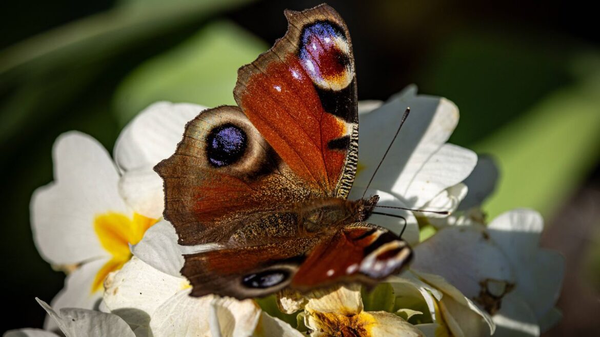 Plant 1 flower in your garden this month to help butterflies and bees Daily Mirror