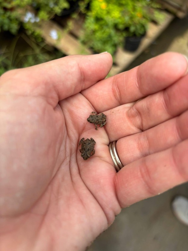 Plan your garden to feed the night shift A pair of baby toads hiding under some moist plant racks at a local nursery.