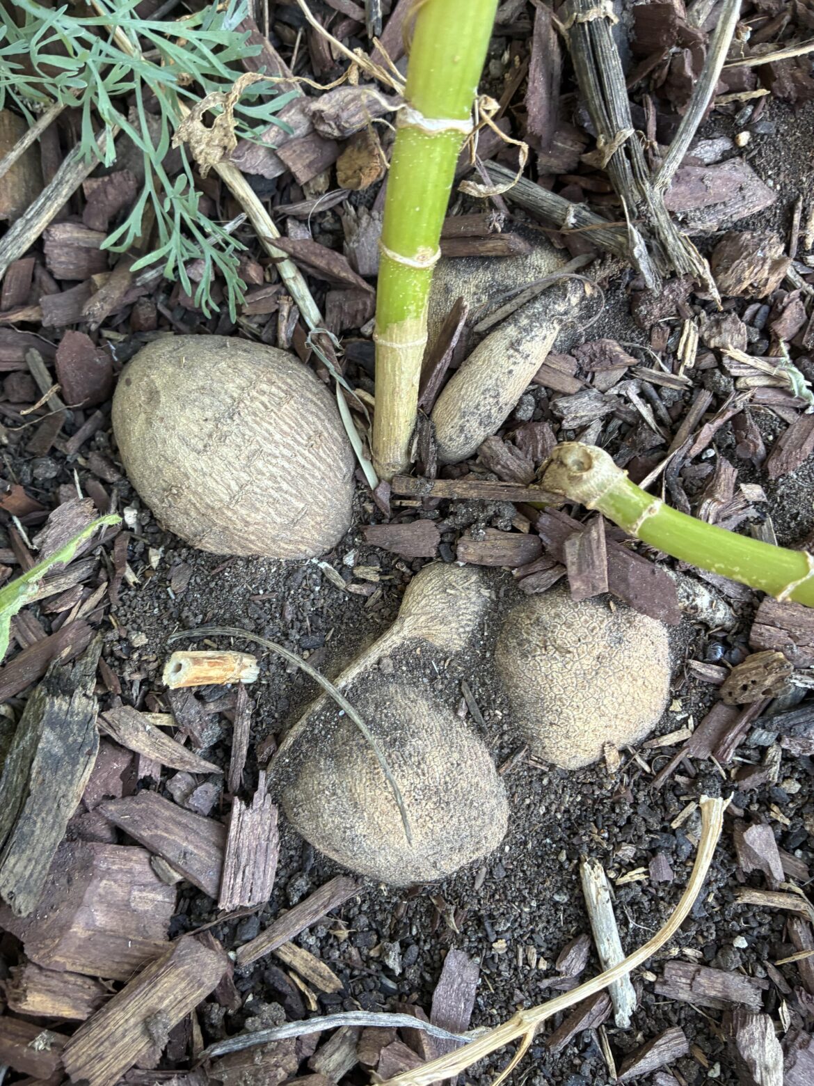 Tubers on the surface. Do I top with soil?