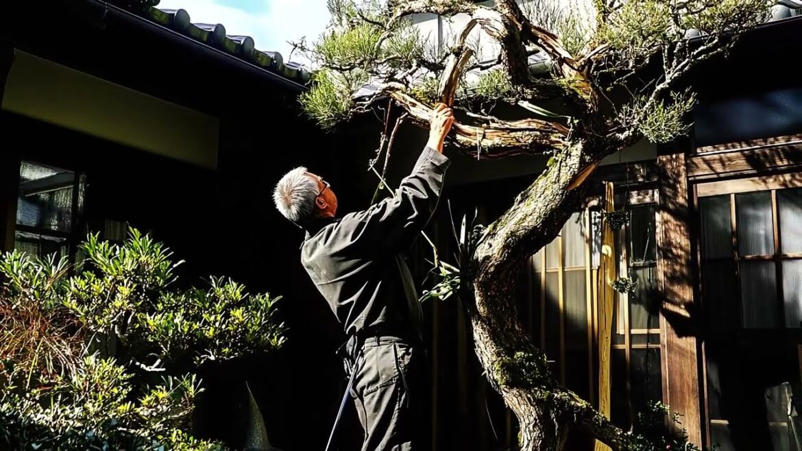Mastering Niwaki: Advanced Pine & Maple Pruning for Authentic Japanese Gardens Mastering Niwaki: Advanced Pine & Maple Pruning for Authentic Japanese Gardens