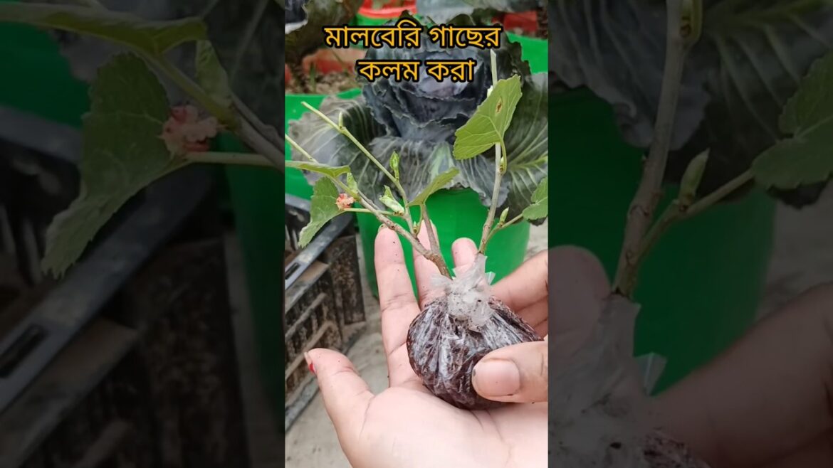 mulberry grafting. #gardeningtips #gardening #terracegardenindia #garden