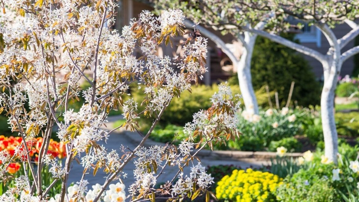 Transform Your Small Yard with These 5 Low-Maintenance Plants | Garden Design Tips