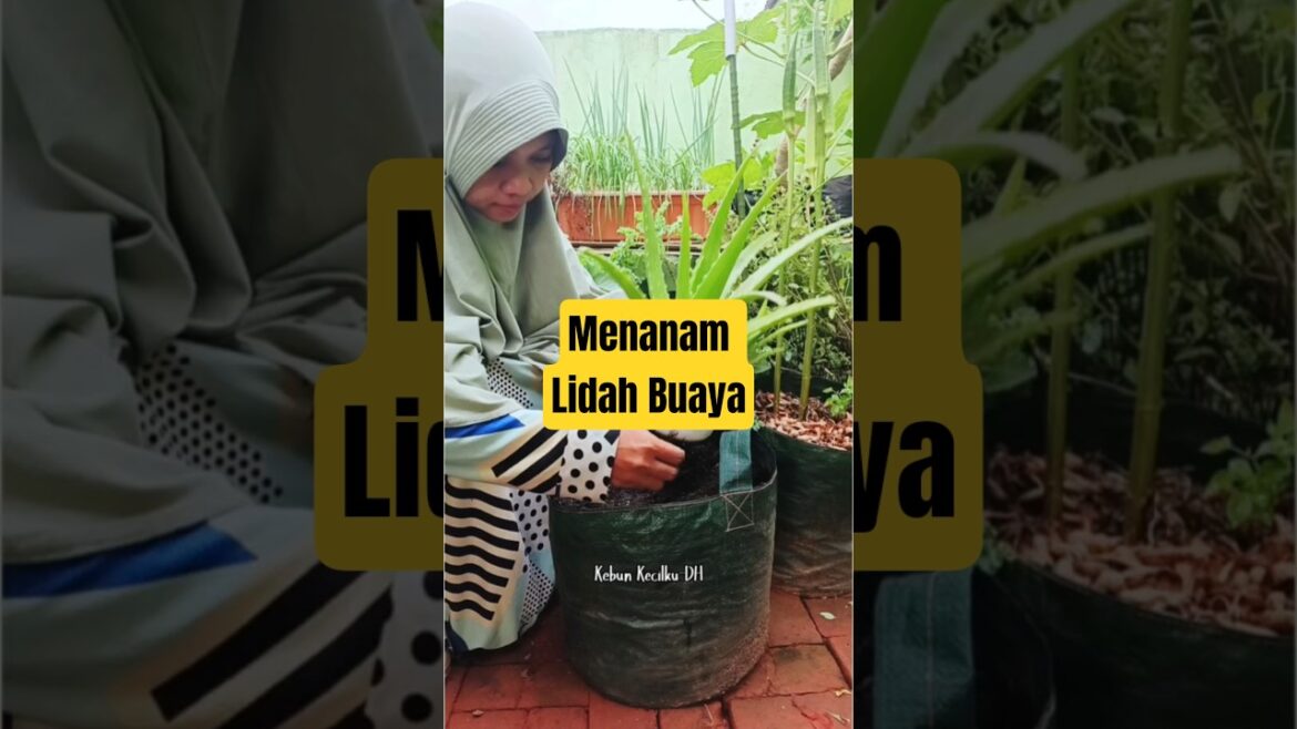 Menanam lidah buaya yang bisa dikonsumsi. #berkebundirumah #gardening #berkebun