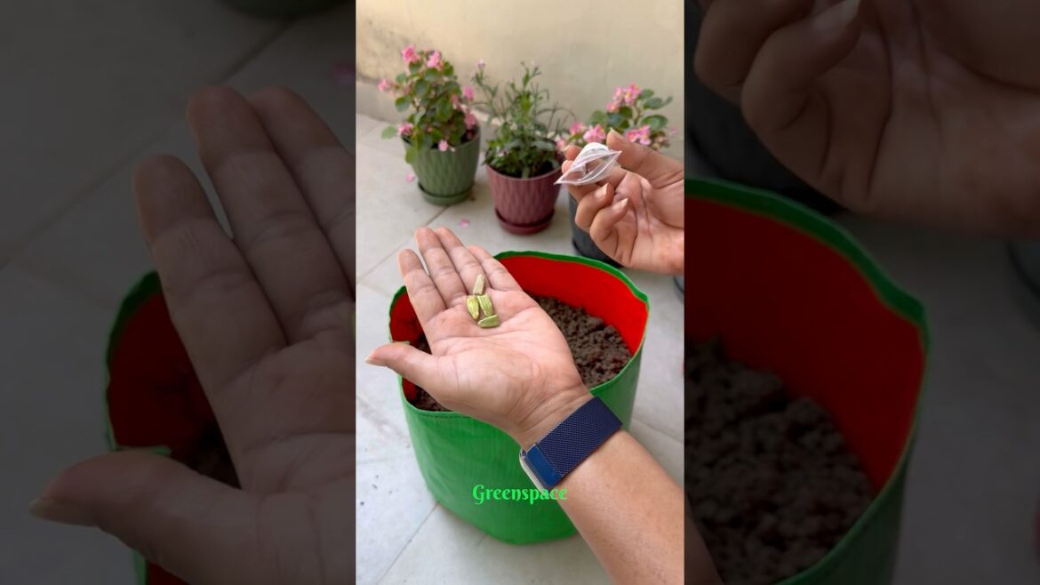 Sirf 1 beej se itni saari lauki 😲🥒 Grow Bag Gardening 💚#kitchengarden #gardening #homegardening