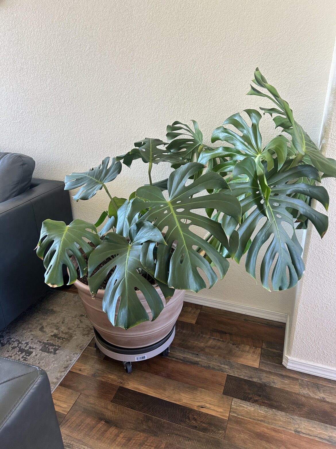 Estate sale find!