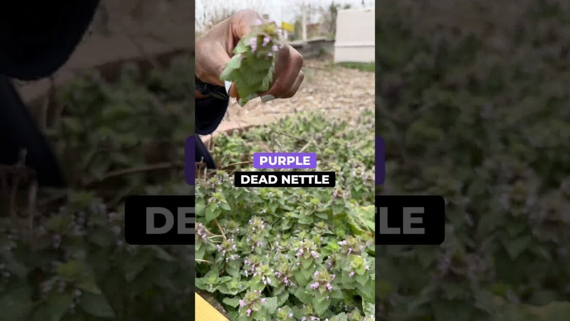 This ‘Weed’ Is Actually Edible 🌿 (Purple Dead Nettle)