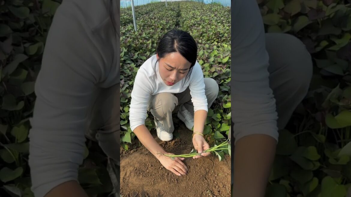 A unique method of planting sweet potato seedlings | Sweet potato farming 🍠🍠 #farming #fruit