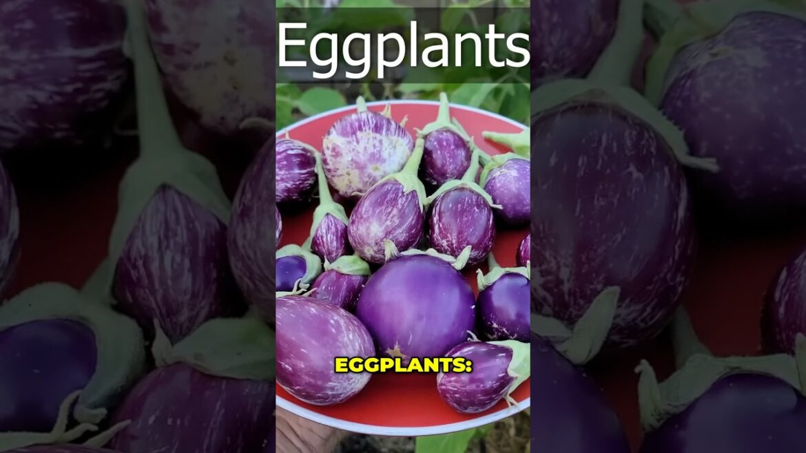 California Gardening: Growing & Harvesting: Amazing Eggplant Varieties! ๐๐ Growing & Harvesting: Amazing Eggplant Varieties! ๐๐