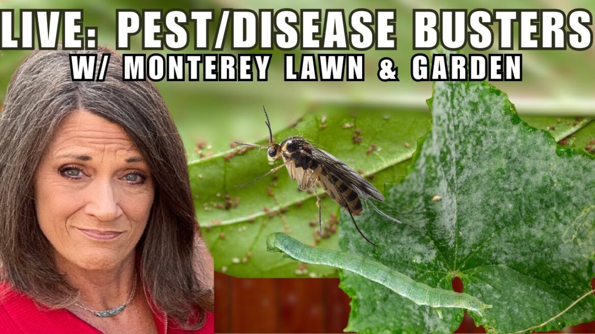 LIVE: Spring Pest & Disease Busters: Organic Solutions with Monterey Lawn & Garden