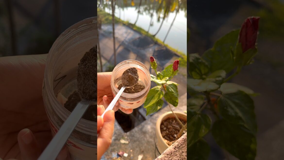 Get More Buds in Bunches 🌸 | 3 Secret Homemade Fertilizers! #garden #plants #gardening Get More Buds in Bunches 🌸 | 3 Secret Homemade Fertilizers! #garden #plants #gardening