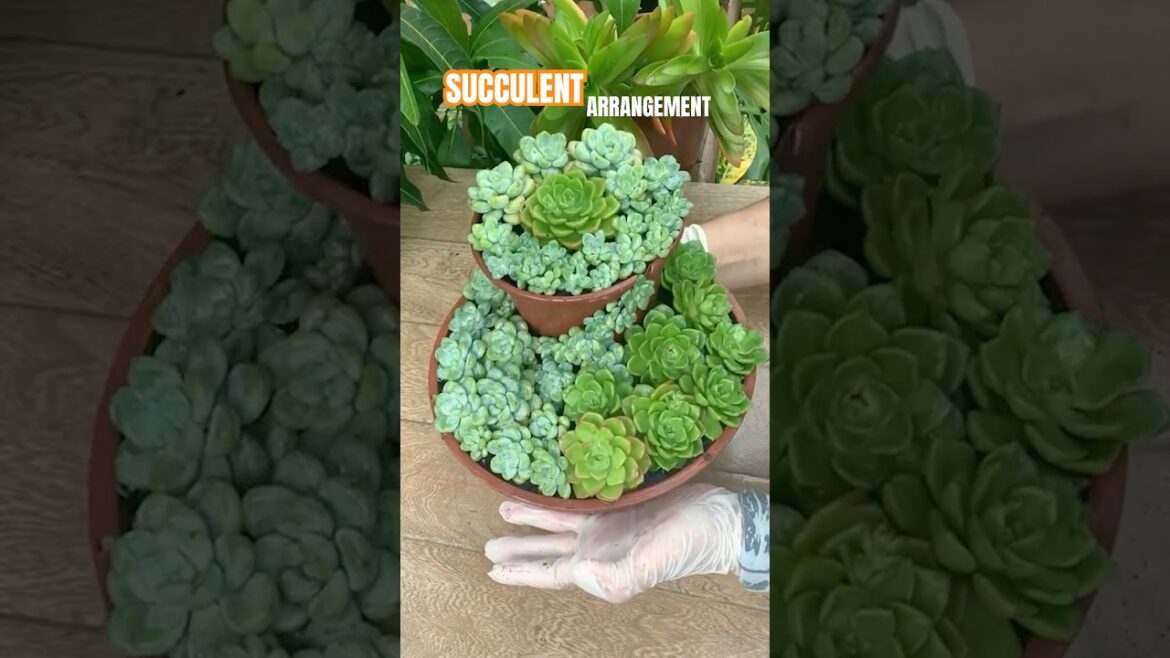 How to Make a Succulent Arrangement from Old Plastic Pot? #shorts #plants #succulents