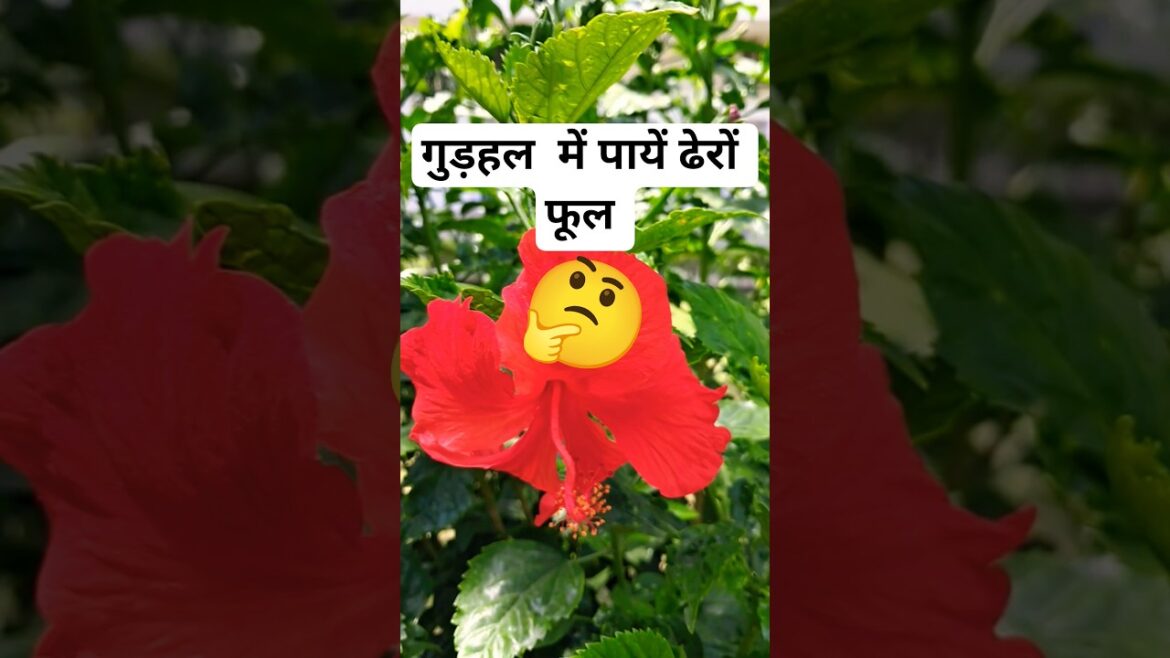 गुड़हल में पायें ढेरों फूल 🌺🤔💕 #gardening #hibiscus #trending #garden गुड़हल में पायें ढेरों फूल 🌺🤔💕 #gardening #hibiscus #trending #garden