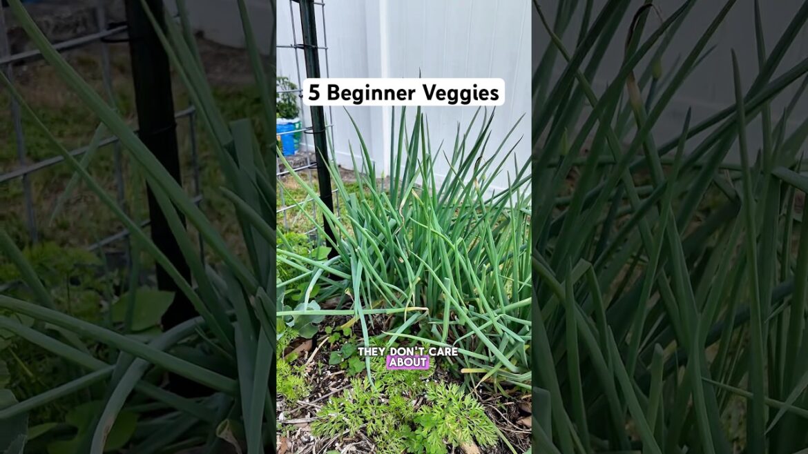 5 Beginner Friendly Veggies for your Backyard Garden